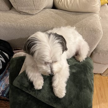 Toy House Dogs - After - Pet Groomers Near Me - Walnut Creek, California