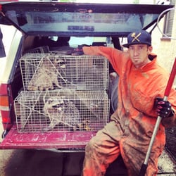 Urban Wildlife Trapping Experts - Another attic in Los Angeles cleared and sealed -- no more raccoons, no more noise. Humane. Professional. Done right." #RaccoonRemoval