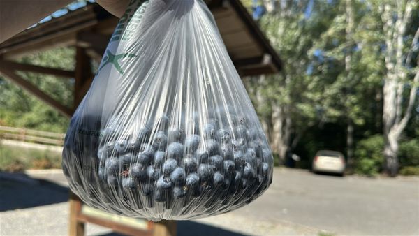 Mercer Slough Blueberry Farm by null