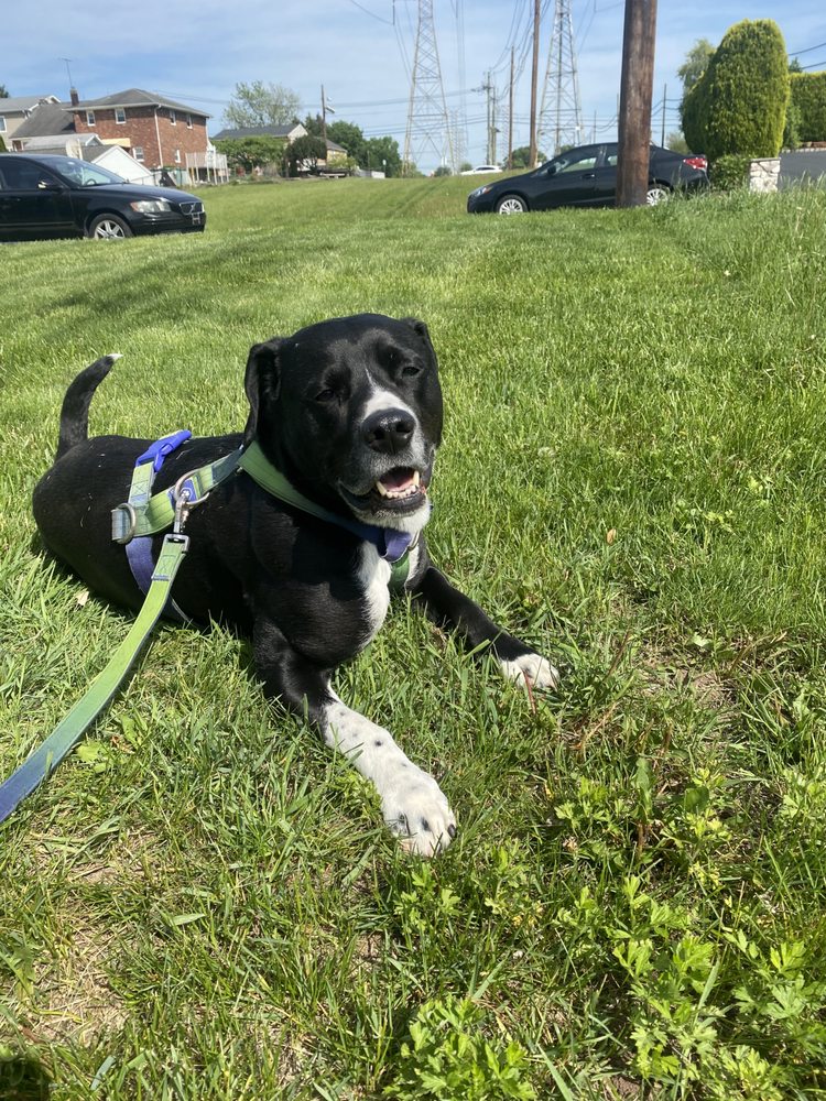 Raven's Nest Pet Sitting - pet boarding facility in Montclair, NJ