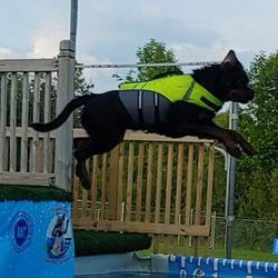 Duke's K9 Dash N' Splash - Phantom. On his second lesson! Look at that puppy FLY!!
