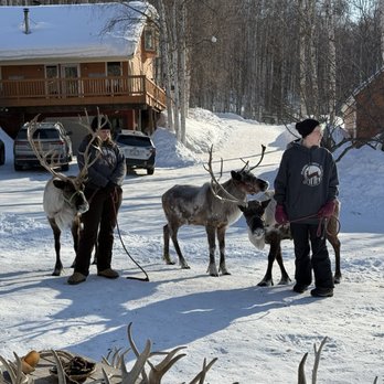 Running Reindeer Ranch - Walking Tours Near Me - Fairbanks, Alaska