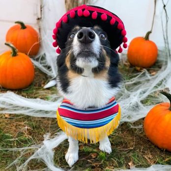 Eastman's Escape - Fun photo shoots during all the holidays like Halloween! - Pet Sitting Near Me - Winter Park, Florida Eastman's Escape - Fun photo shoots during all the holidays like Halloween! - Pet Sitting Near Me - Winter Park, Florida
