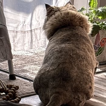 Purr-fectly Superior Grooming - Pet Groomers Near Me Purr-fectly Superior Grooming - Pet Groomers Near Me