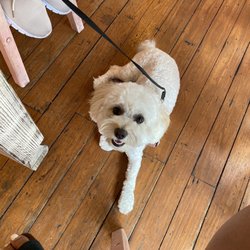 Smallcakes Cupcakery - Dog friendly inside!