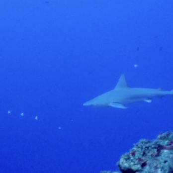 Seasport Divers - Shark out of the blue. - Scuba Diving Near Me - Koloa, Hawaii Seasport Divers - Shark out of the blue. - Scuba Diving Near Me - Koloa, Hawaii