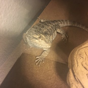 Amazon Reptile Center - Reptile Shops Near Me - Montclair, California