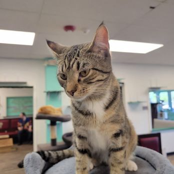 Mochas And Meows - Pet Adoption Near Me - Branson, Missouri
