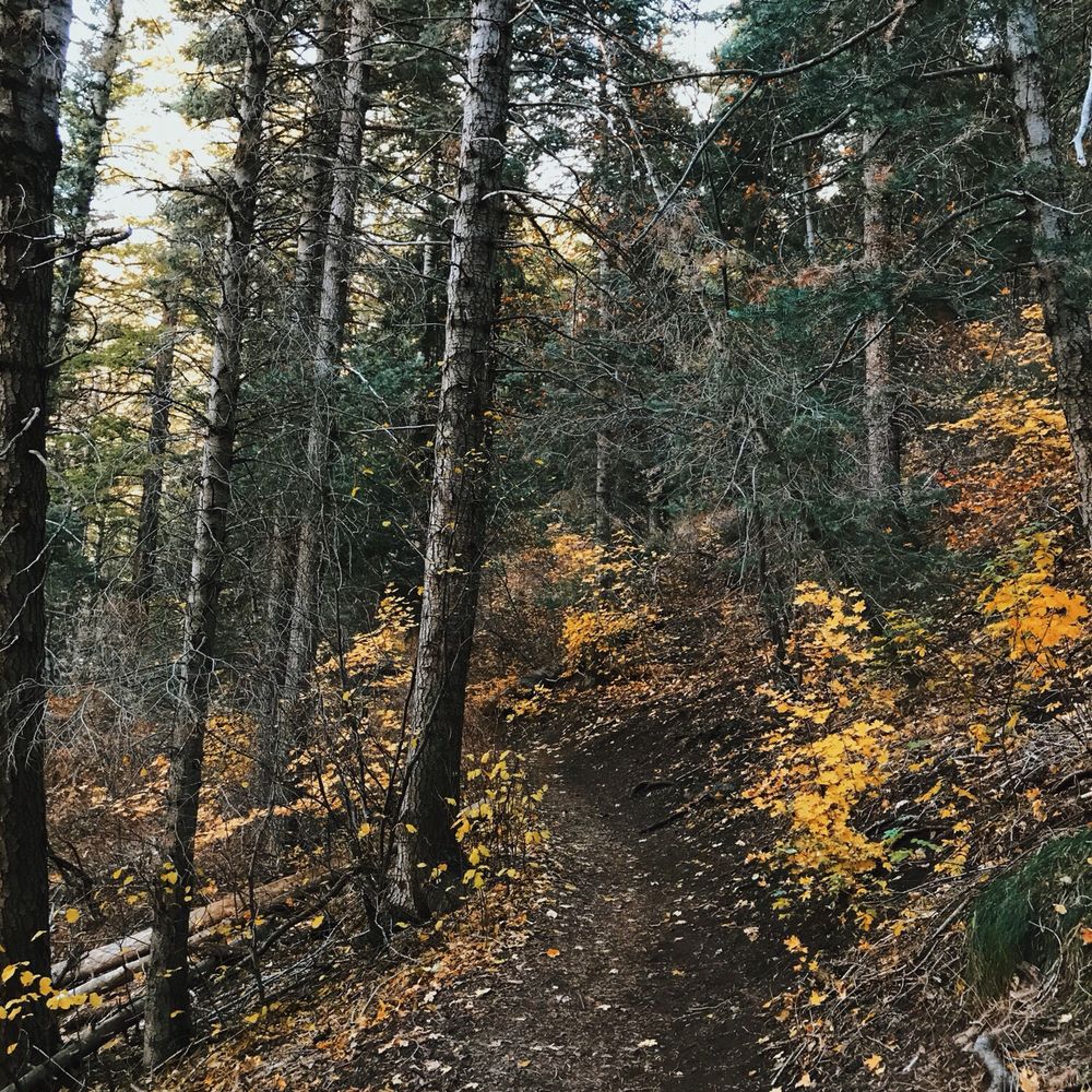 Desolation Trail - Beautiful fall colors - Hiking Near Me - Salt Lake City, Utah