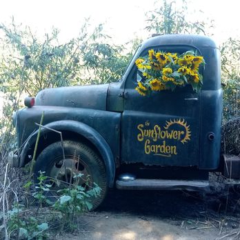 The Sunflower Garden - Pick Your Own Farms Near Me - Westminster, Maryland The Sunflower Garden - Pick Your Own Farms Near Me - Westminster, Maryland
