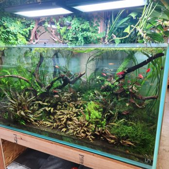 Aquascapes - Local Fish Stores Near Me - Honolulu, Hawaii Aquascapes - Local Fish Stores Near Me - Honolulu, Hawaii
