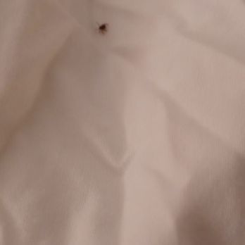 Sonesta Silicon Valley - Tick in a bed - Hotels Near Me - Milpitas, California Sonesta Silicon Valley - Tick in a bed - Hotels Near Me - Milpitas, California