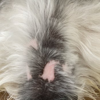 The Barking Spa - Shaved his muzzle hair on one side. - Pet Groomers Near Me