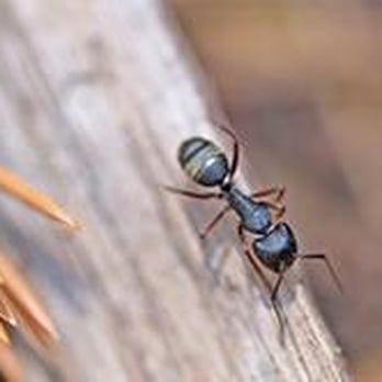 Family Pest Solutions - Pest Control Near Me - Guilderland, New York Family Pest Solutions - Pest Control Near Me - Guilderland, New York