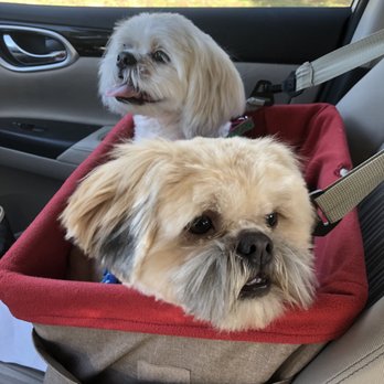 The Klited Groomer - Pet Groomers Near Me The Klited Groomer - Pet Groomers Near Me