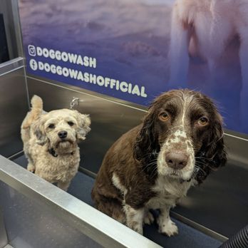 Doggowash - Pet Groomers Near Me - San Diego, California Doggowash - Pet Groomers Near Me - San Diego, California
