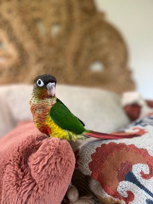 Bird Paradise by null