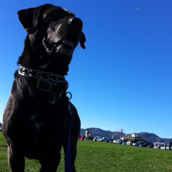Dogovation Dog Training - Pet Training Near Me Dogovation Dog Training - Pet Training Near Me