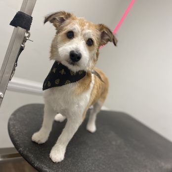 Brooklyn Hay - Pet Groomers Near Me - Grove City, Ohio