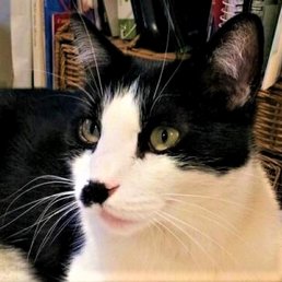Our senior tuxedo Charlie. He now looks as good as he EVER has. Our senior tuxedo Charlie. He now looks as good as he EVER has.