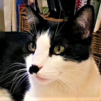 Urban Sophisticats - Our senior tuxedo Charlie. He now looks as good as he EVER has. - Pet Groomers Near Me - Littleton, Colorado Urban Sophisticats - Our senior tuxedo Charlie. He now looks as good as he EVER has. - Pet Groomers Near Me - Littleton, Colorado