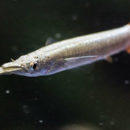 Half pike Half pike