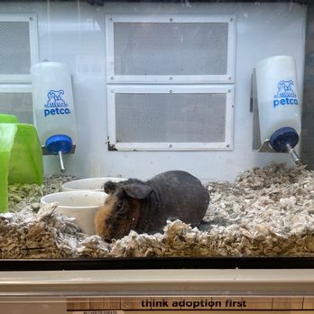 Petco - Pet Stores Near Me - Washington, DC, District of Columbia
