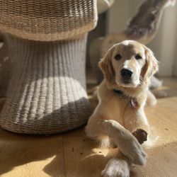 Tsillan Goldens - Our perfect puppy.