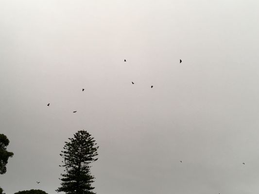 Moonlight Cinema Sydney by null