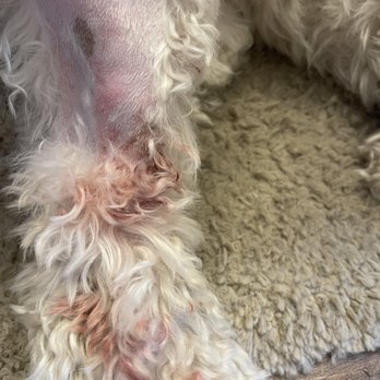 Armstrong Pet Hospital - Veterinarians Near Me - Clovis, California