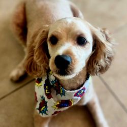 Man's Best Friend Dog Grooming - Our lovable Landry, the mighty cockapoo in her summer cut