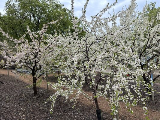 The Forks National Historic Site by null