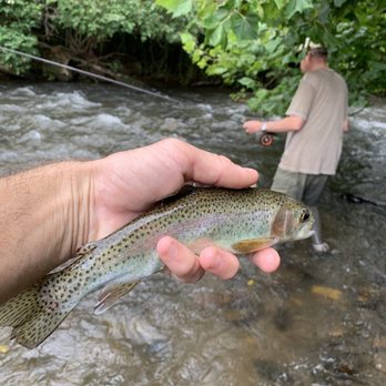 Brookings Anglers - Nice Lil'Rainbow - Hunting & Fishing Supplies Near Me - Cashiers, North Carolina