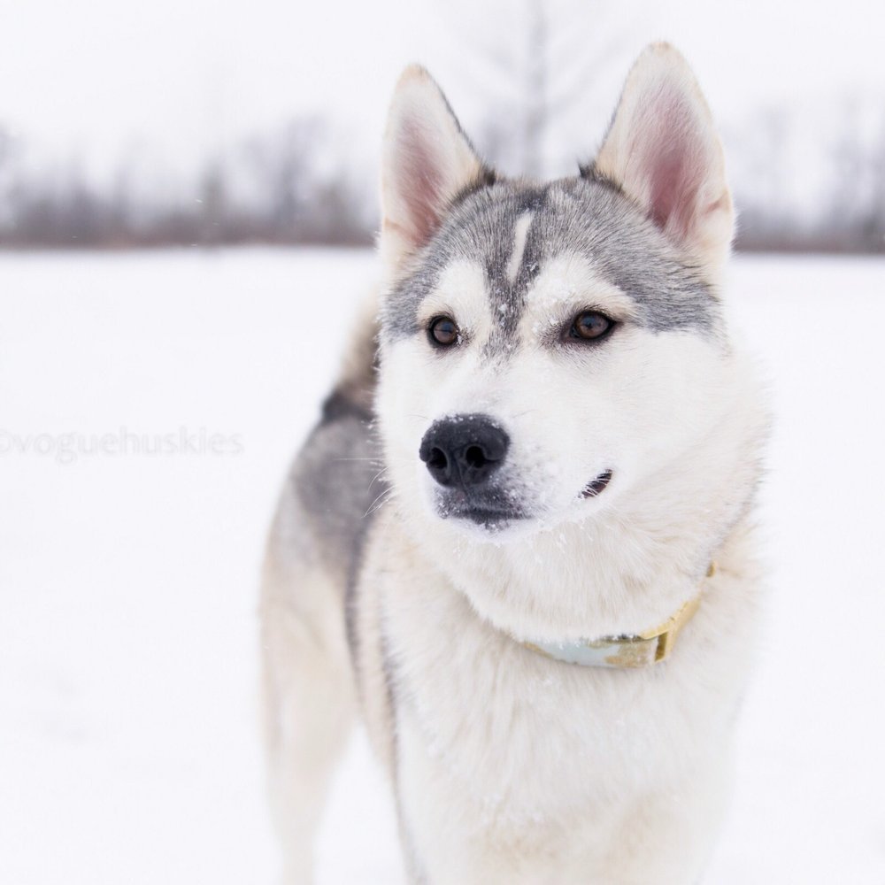 My Ember during the winter! She had a blast running around with her sister, we were the only ones there.