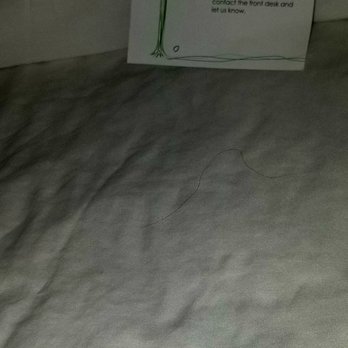 Motel 6 - Another hair strand on bed sheet - Hotels Near Me - The Dalles, Oregon Motel 6 - Another hair strand on bed sheet - Hotels Near Me - The Dalles, Oregon