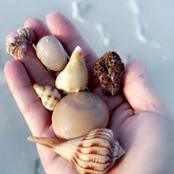 Salty Seahorse Charters - Shells!