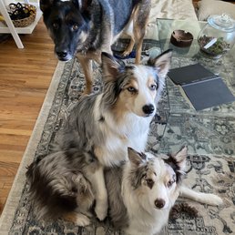 We love Omaha Pet Vaccination clinic! We love Omaha Pet Vaccination clinic!