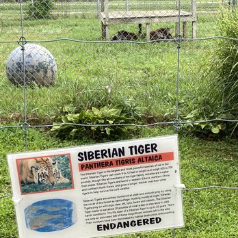 Noah's Lost Ark Animal Park - Siberian tiger - Zoos Near Me - North Benton, Ohio Noah's Lost Ark Animal Park - Siberian tiger - Zoos Near Me - North Benton, Ohio
