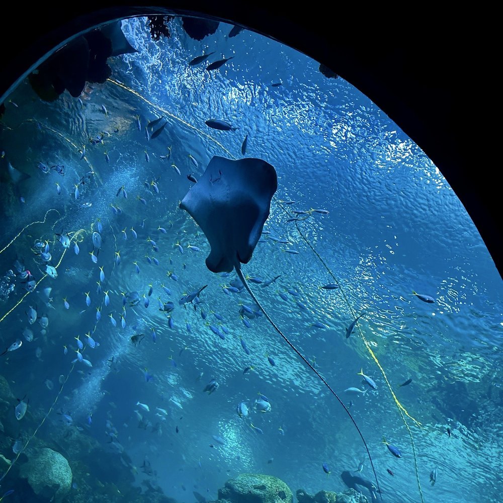 Seattle Aquarium - Aquariums Near Me - Seattle, Washington Seattle Aquarium - Aquariums Near Me - Seattle, Washington