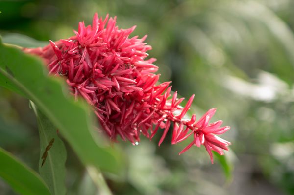 Hawai‘i Tropical Botanical Garden by null