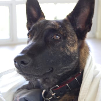 Cali K9 - Here is our Dutch Shepherd Kai, daydreaming about her boyfriend, Jas - Pet Training Near Me - San Jose, California