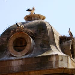 Catedral Nova / New Cathedral, Lleida - More nesting cranes - there's a nest on each window opening, and also on the top!