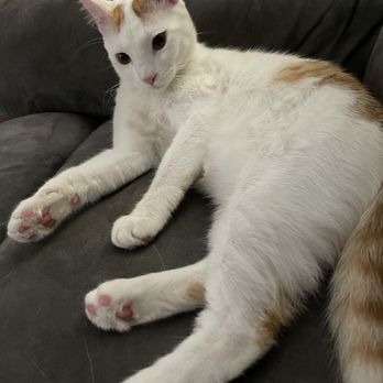Pawsitive Cat Care - Meet Philip. An amazing kitty who lives and plays with his brother and sister dogs. - Pet Sitting Near Me - Revere, Massachusetts