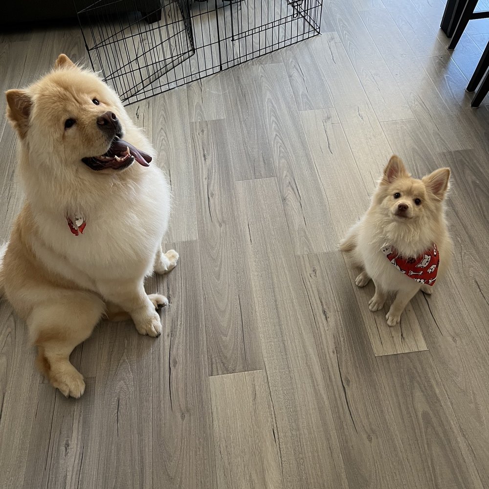 Royalty Pet Spa - Dogs - Pet Groomers Near Me - Las Vegas, Nevada Royalty Pet Spa - Dogs - Pet Groomers Near Me - Las Vegas, Nevada