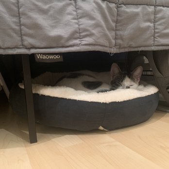 Catastrophe Cat Grooming - Midgey chilling - Pet Groomers Near Me - Livermore, California Catastrophe Cat Grooming - Midgey chilling - Pet Groomers Near Me - Livermore, California