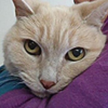 Home At Last Rescue - A Day On The Water 2 isn't about money, it's free music. A portion of beer & wine sales goes to Home At Last Animal Rescue - Animal Shelters Near Me