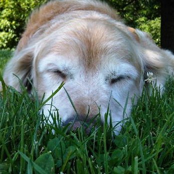 PawsOnPark - I love sleeping after a run - Dog Walkers Near Me