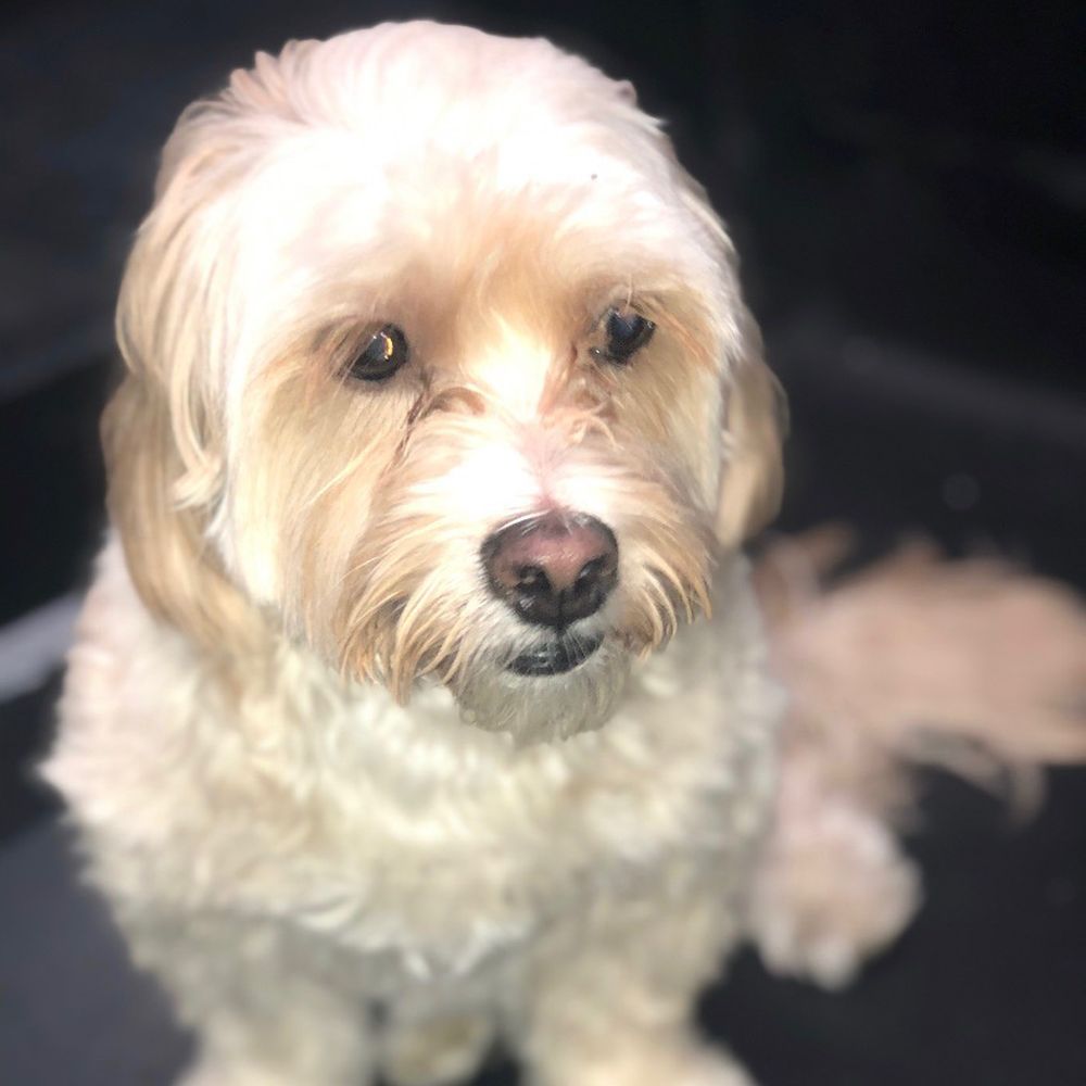 The Bark Shoppe - Pet Groomers Near Me - New York, New York