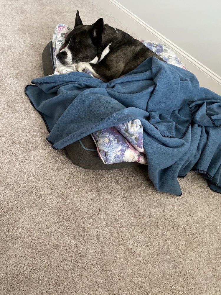 UPSTATE VET EMERGENCY + SPECIALTY CARE GREENVILLE Updated August