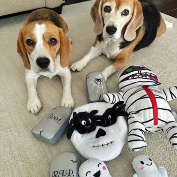 Barking Dogs Mobile Grooming - My girls just as happy as can be all clean with a bunch of new toys;) - Pet Groomers Near Me